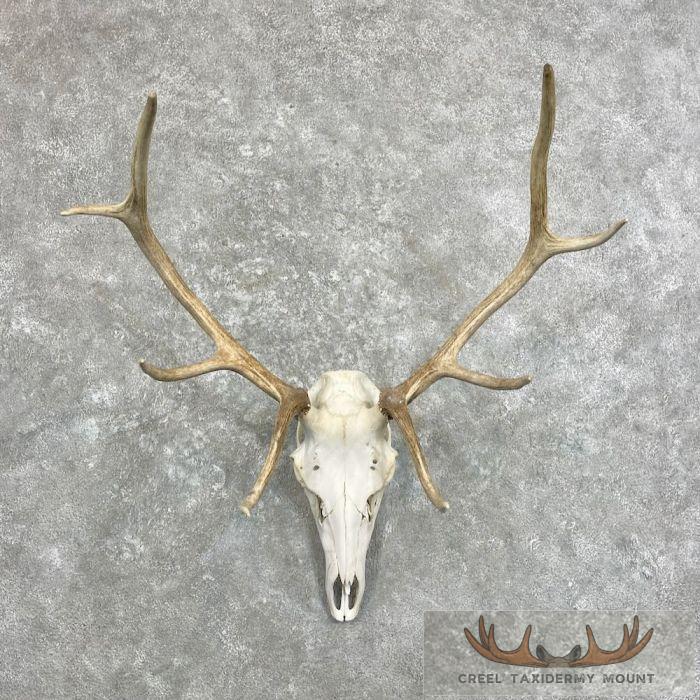 Rocky Mountain Elk Skull European Taxidermy Mount For Sale