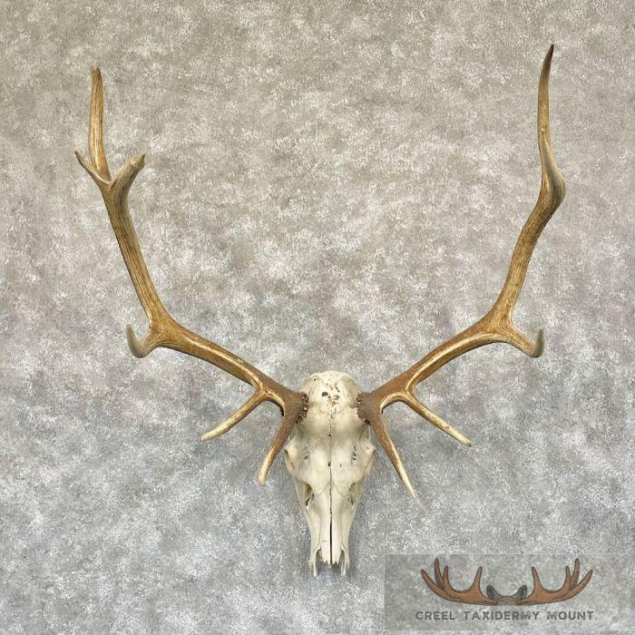 Rocky Mountain Elk Skull European Taxidermy Mount For Sale