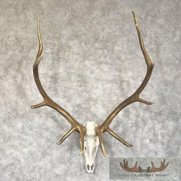 Rocky Mountain Elk Skull European Taxidermy Mount For Sale