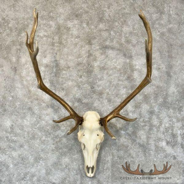 Rocky Mountain Elk Skull European Taxidermy Mount For Sale