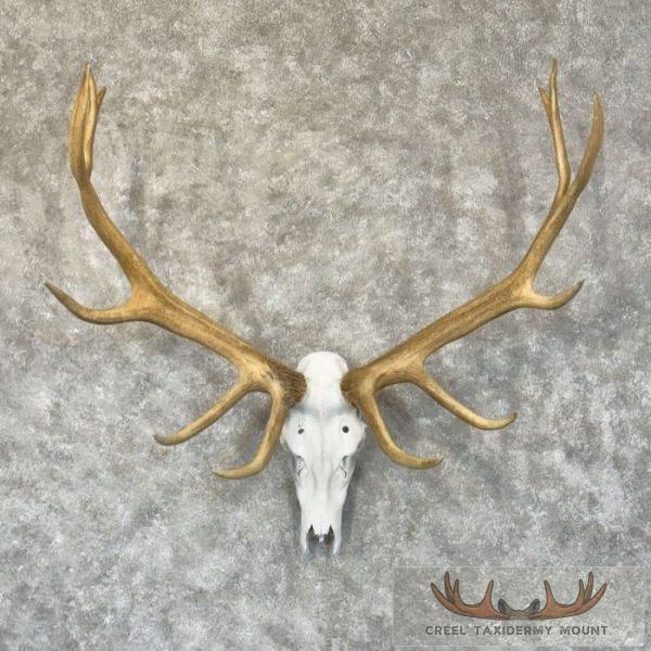 Rocky Mountain Elk Skull European Taxidermy Mount For Sale