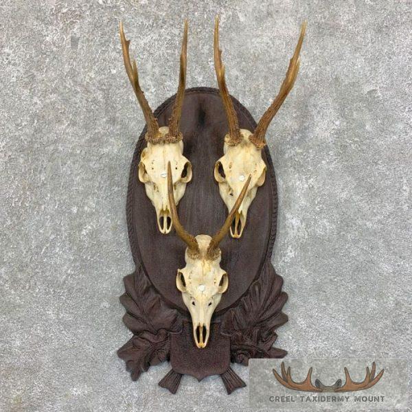 European Roe Deer Taxidermy Plaque Mount For Sale