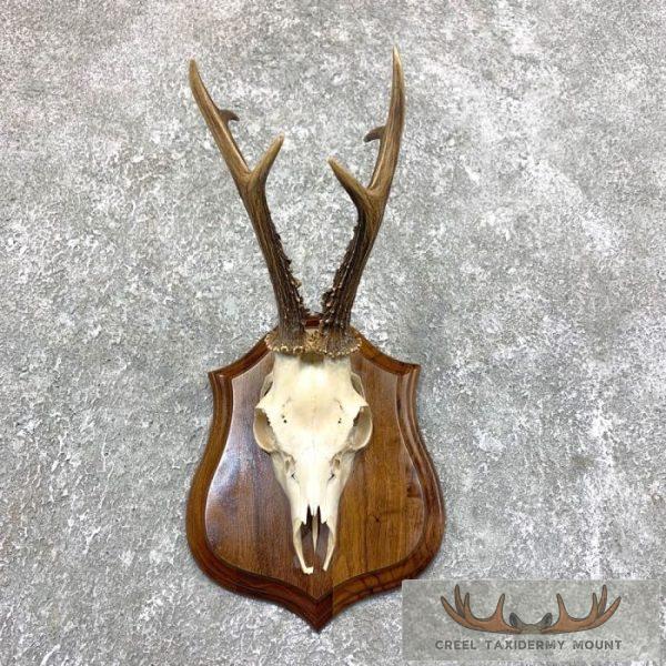 European Roe Deer Skull Taxidermy Plaque Mount For Sale