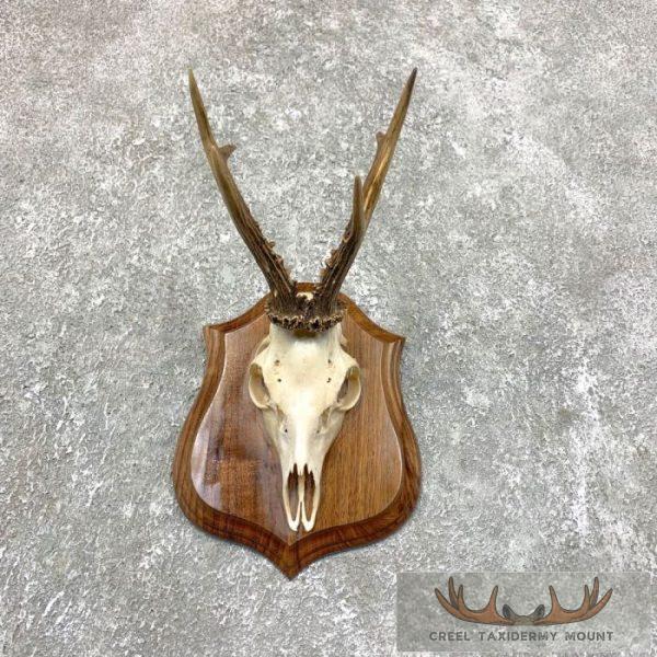 European Roe Deer Skull Taxidermy Plaque Mount For Sale