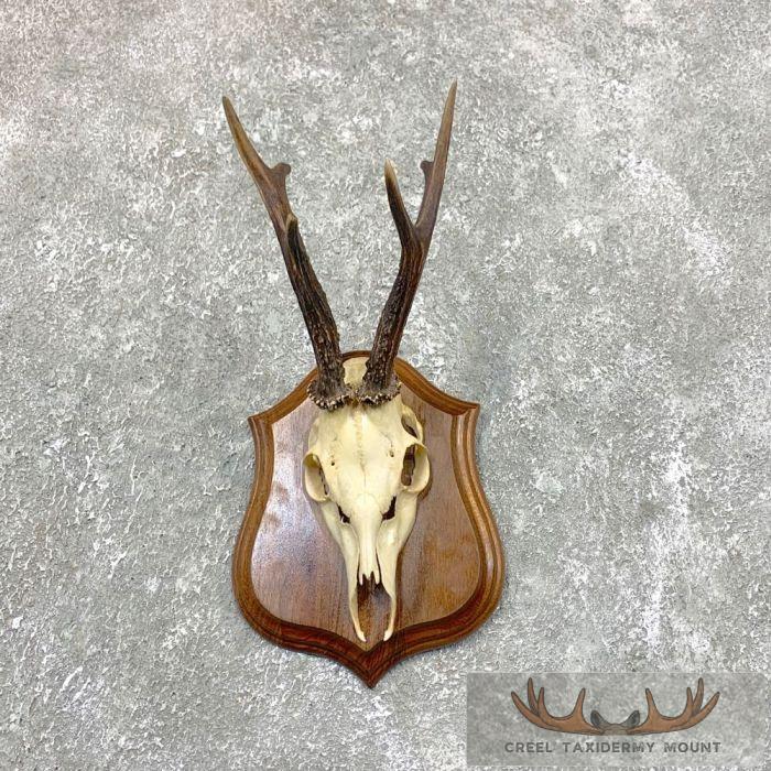 European Roe Deer Skull Taxidermy Plaque Mount For Sale