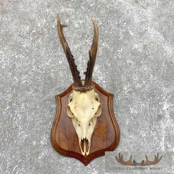 European Roe Deer Skull Taxidermy Plaque Mount For Sale