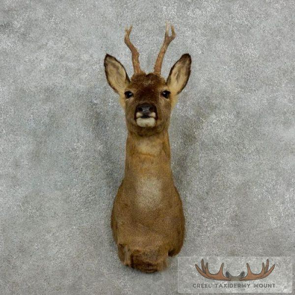 European Roe Deer Mount