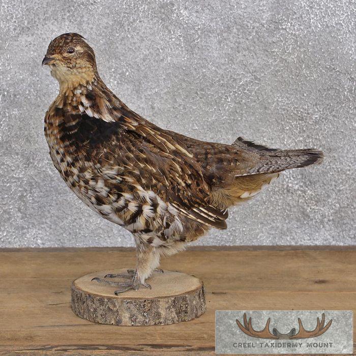 Standing Ruffed Grouse - Creel Taxidermy