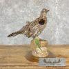 Ruffed Grouse Taxidermy Bird Mount For Sale