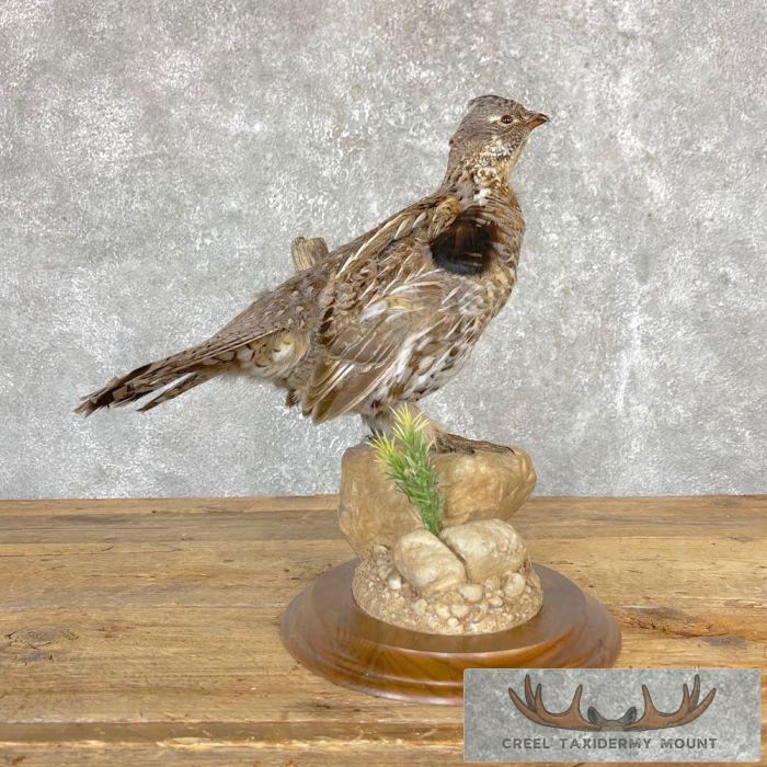 Ruffed Grouse Taxidermy Bird Mount For Sale
