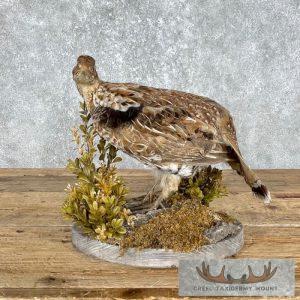 Ruffed Grouse Taxidermy Bird Mount Taxidermy