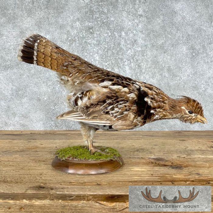 Ruffed Grouse Taxidermy Bird Mount For Sale