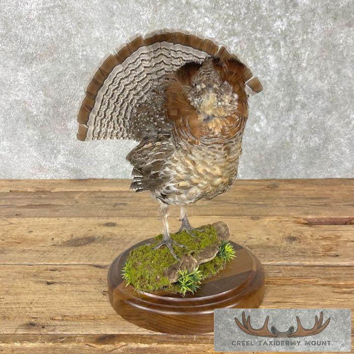 Ruffed Grouse Taxidermy Bird Mount For Sale