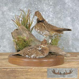 Ruffed Grouse Taxidermy Mount Taxidermy