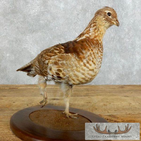 Ruffed Grouse Taxidermy Bird Mount For Sale