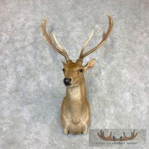 Rusa Deer Taxidermy Shoulder Mount Taxidermy