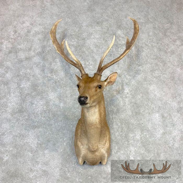 Rusa Deer Taxidermy Shoulder Mount For Sale