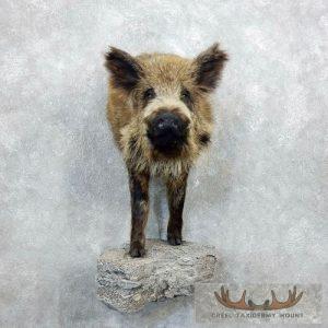 Russian Boar Half Life Size Taxidermy Mount Taxidermy