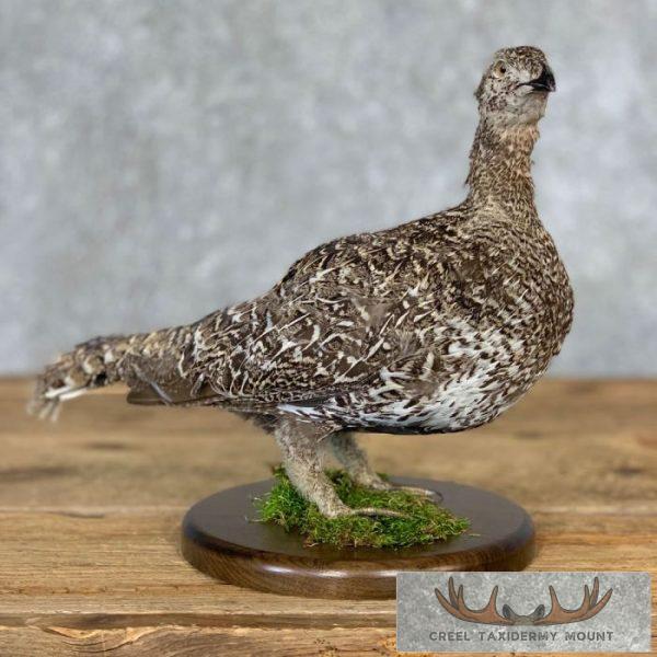 Greater Sage Grouse Taxidermy Mount For Sale