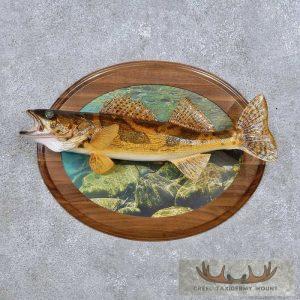 21" Sauger Freshwater Fish Taxidermy Mount Taxidermy