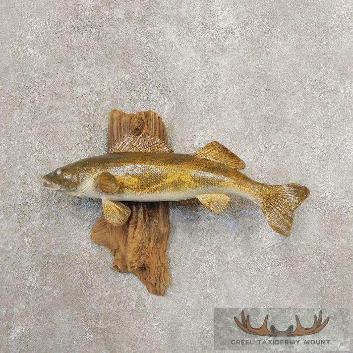 Sauger Taxidermy Fish Mount For Sale