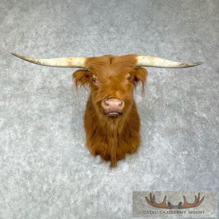Scottish Highland Steer Taxidermy Shoulder Mount For Sale