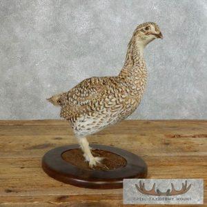 Sharp-tailed Grouse Taxidermy Bird Mount Taxidermy