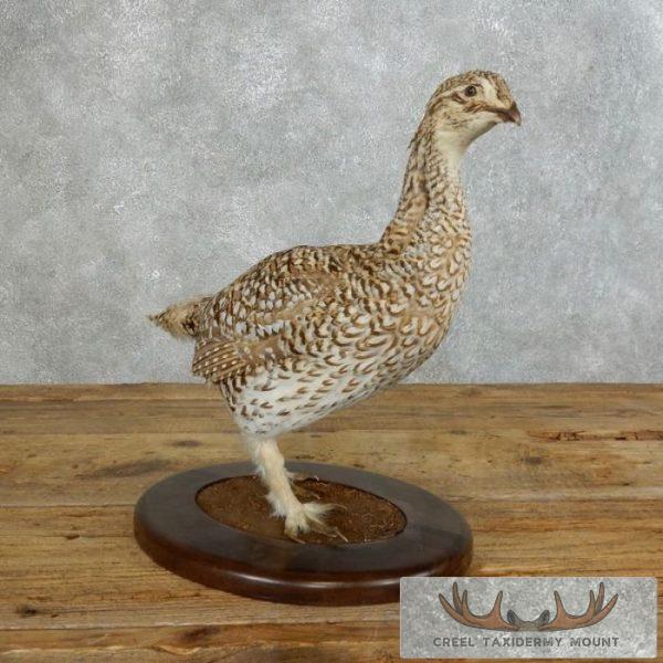 Sharp-tailed Grouse Taxidermy Bird Mount For Sale