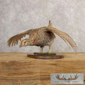 Sharp-tailed Grouse Taxidermy Bird Mount Taxidermy