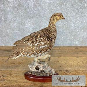 Sharp-tailed Grouse Taxidermy Bird Mount Taxidermy