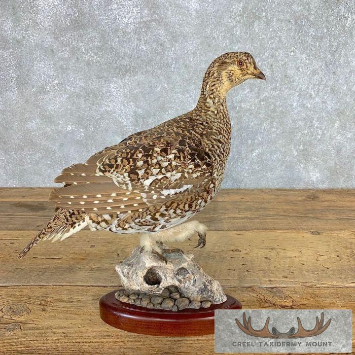 Sharp-tailed Grouse Taxidermy Bird Mount For Sale