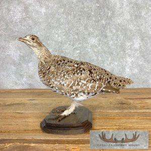 Sharp-tailed Grouse Taxidermy Bird Mount Taxidermy
