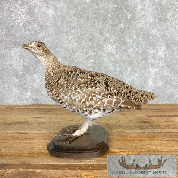 Sharp-tailed Grouse Taxidermy Bird Mount For Sale