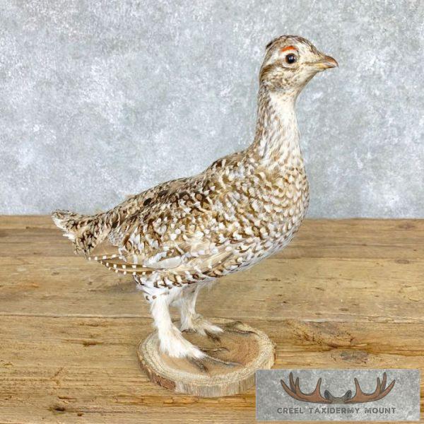 Sharp-tailed Grouse Taxidermy Bird Mount For Sale