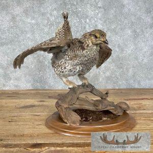 Sharp-tailed Grouse Taxidermy Bird Mount Taxidermy