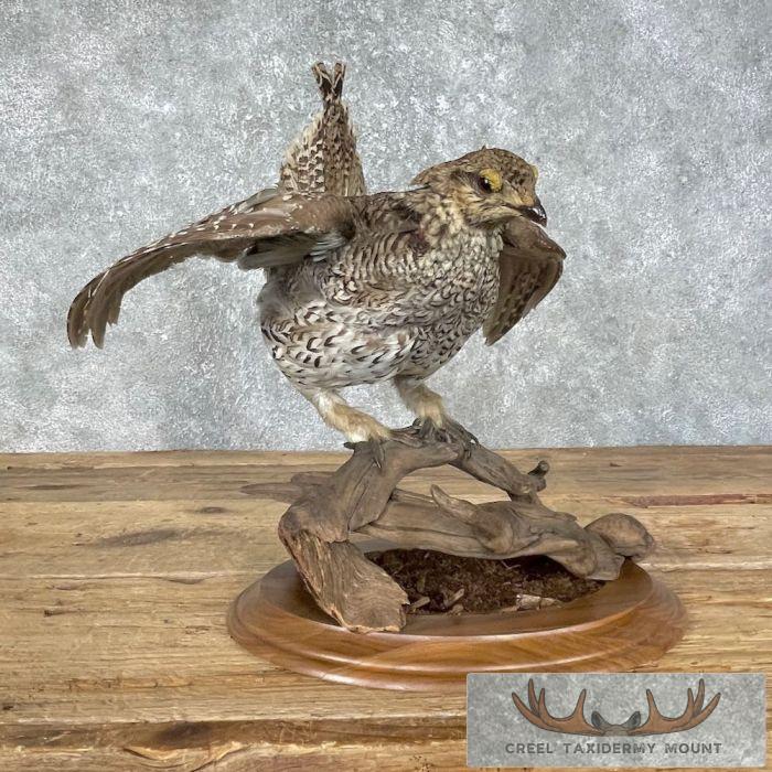 Sharp-tailed Grouse Taxidermy Bird Mount For Sale