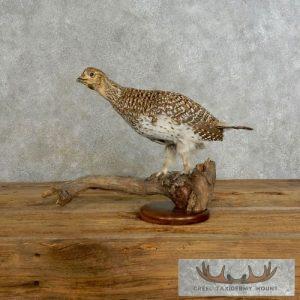 Sharp-tailed Grouse Taxidermy Bird Mount Taxidermy