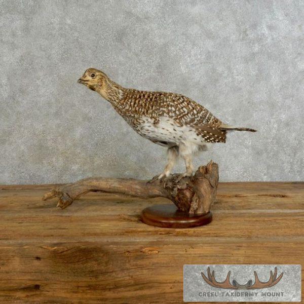 Sharp-tailed Grouse Taxidermy Bird Mount For Sale