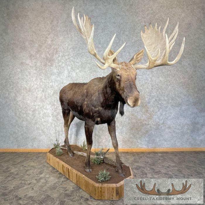 Shiras Moose Taxidermy Life-Size Mount For Sale