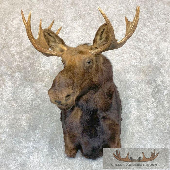 Shiras Moose Shoulder Taxidermy Mount For Sale