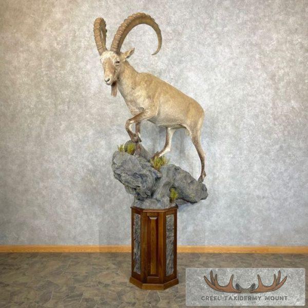 Siberian Ibex Life-Size Taxidermy Mount For Sale