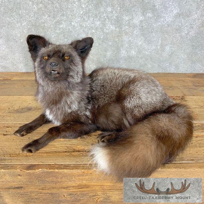 Silver Fox Life-Size Taxidermy Mount For Sale