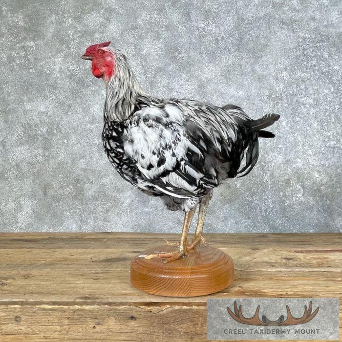 Silver Laced Wyandotte Chicken Rooster Taxidermy Mount For Sale