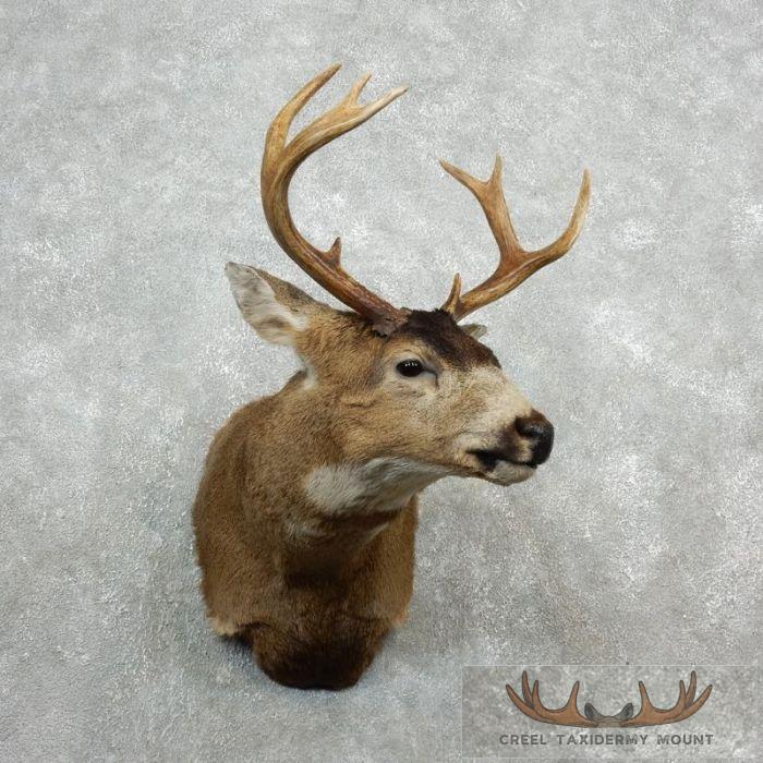 Sitka Blacktail Deer Shoulder Taxidermy Mount For Sale