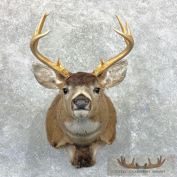 Sitka Blacktail Deer Shoulder Taxidermy Mount For Sale