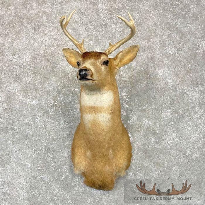 Sitka Blacktail Deer Shoulder Taxidermy Mount For Sale