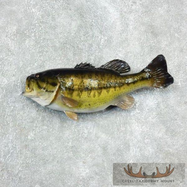 20" Largemouth Bass Taxidermy Fish Mount For Sale