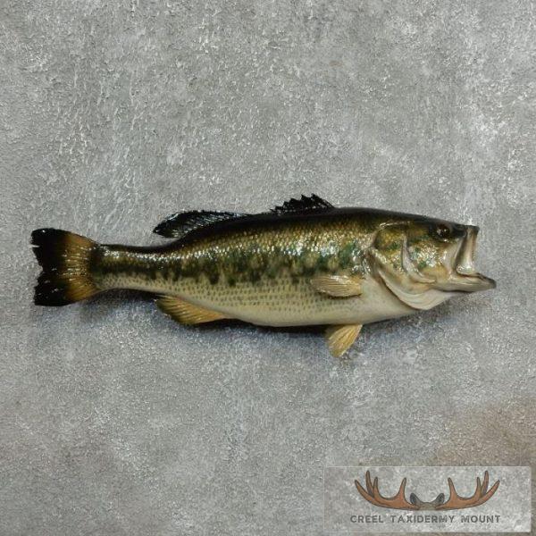 19" Smallmouth Bass Taxidermy Fish Mount For Sale