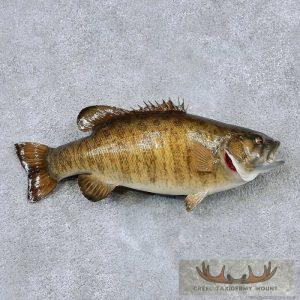 21" Smallmouth Bass Taxidermy Fish Mount Taxidermy