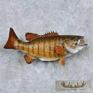 21" Smallmouth Bass Taxidermy Fish Mount Taxidermy